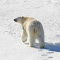 Item logo image for POLAR BEAR THEME