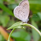 Tiny grass blue