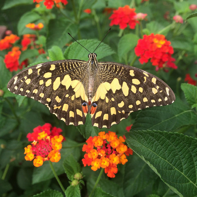 Common Lime Butterfly