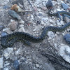 Speckled Kingsnake