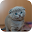 Kitten Sounds Download on Windows