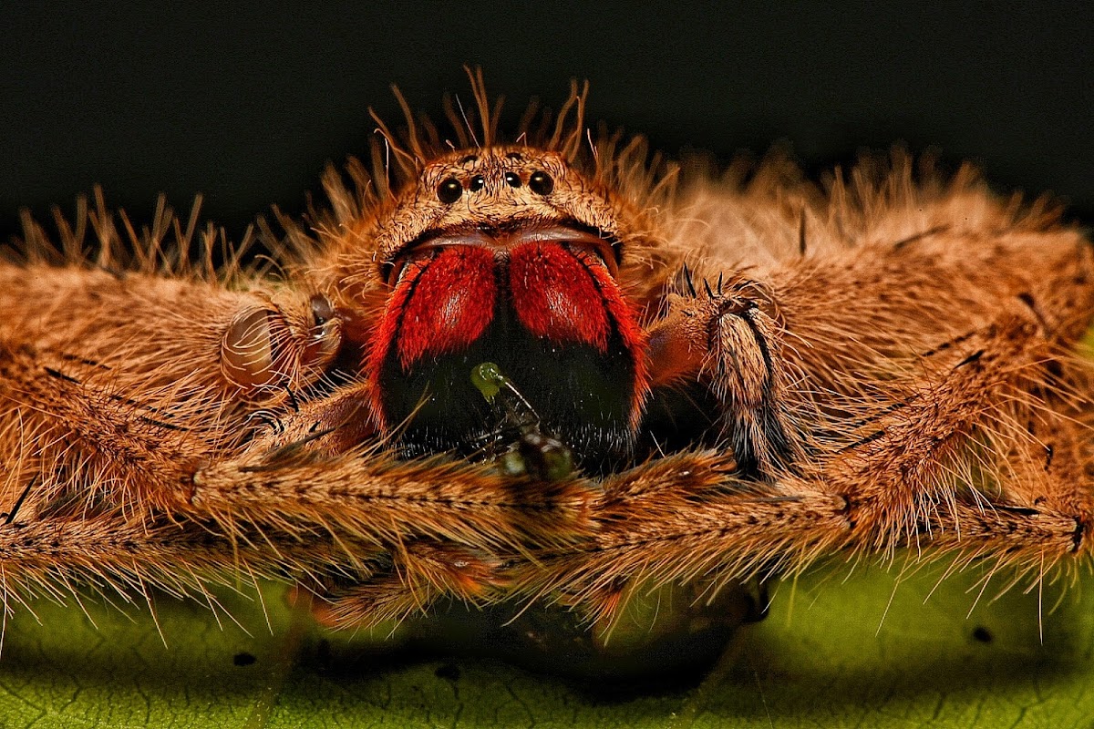 Red and Black Jawed Huntsman