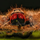 Red and Black Jawed Huntsman