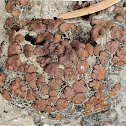 Scaly stipplescale lichen