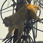 rhesus macaque