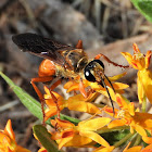 Great Golden Digger Wasp