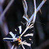 Jersey Tiger; Calomorpha