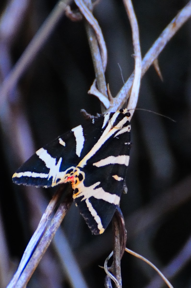 Jersey Tiger; Calomorpha