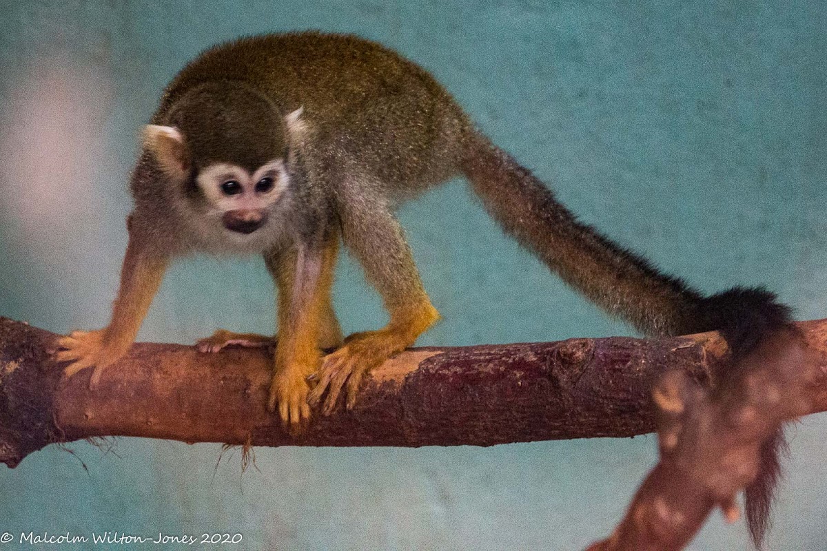 Common Squirrel Monkey