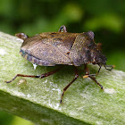 Red-legged Shieldbug