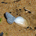 Silvery blue butterfly