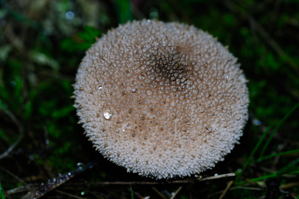 Common Puffball; Pedo de Lobo