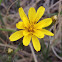 Limestone Hawksbeard