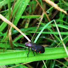 Treehopper