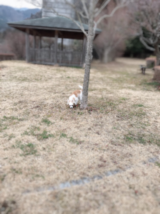 プリウスのお散歩・愛犬と一緒に・50プリウスに関するカスタム事例の投稿画像5枚目