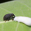 Milkweed Stem Weevil