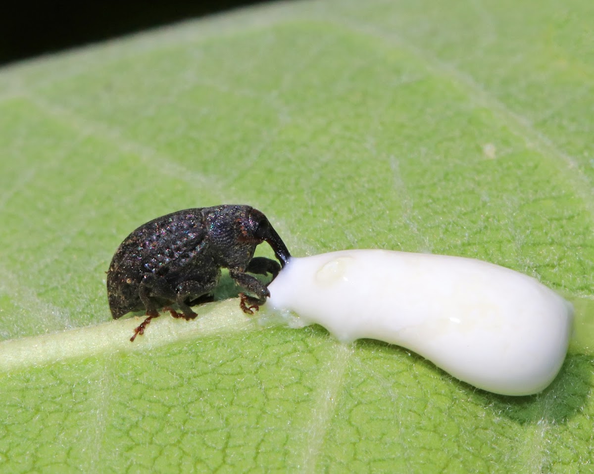 Milkweed Stem Weevil