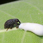 Milkweed Stem Weevil