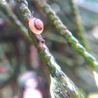 Common Garden Snail