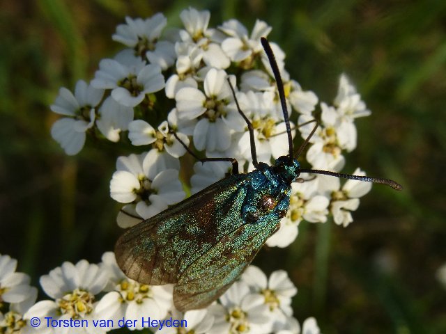 Forester Moth