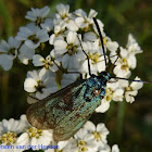 Forester Moth