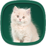 Cute Kittens Wallpapers icon