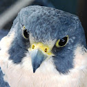 Peregrine Falcon