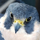 Peregrine Falcon