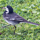 Pied Wagtail