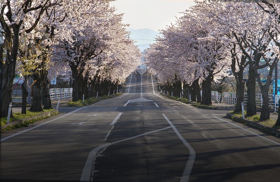 Cherry Blossoms, Road, Japan, Sakura, Travel, Landscape