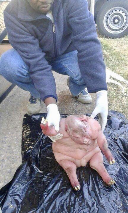 No hoax - this stillborn lamb is real.