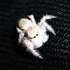 Jumping Spider