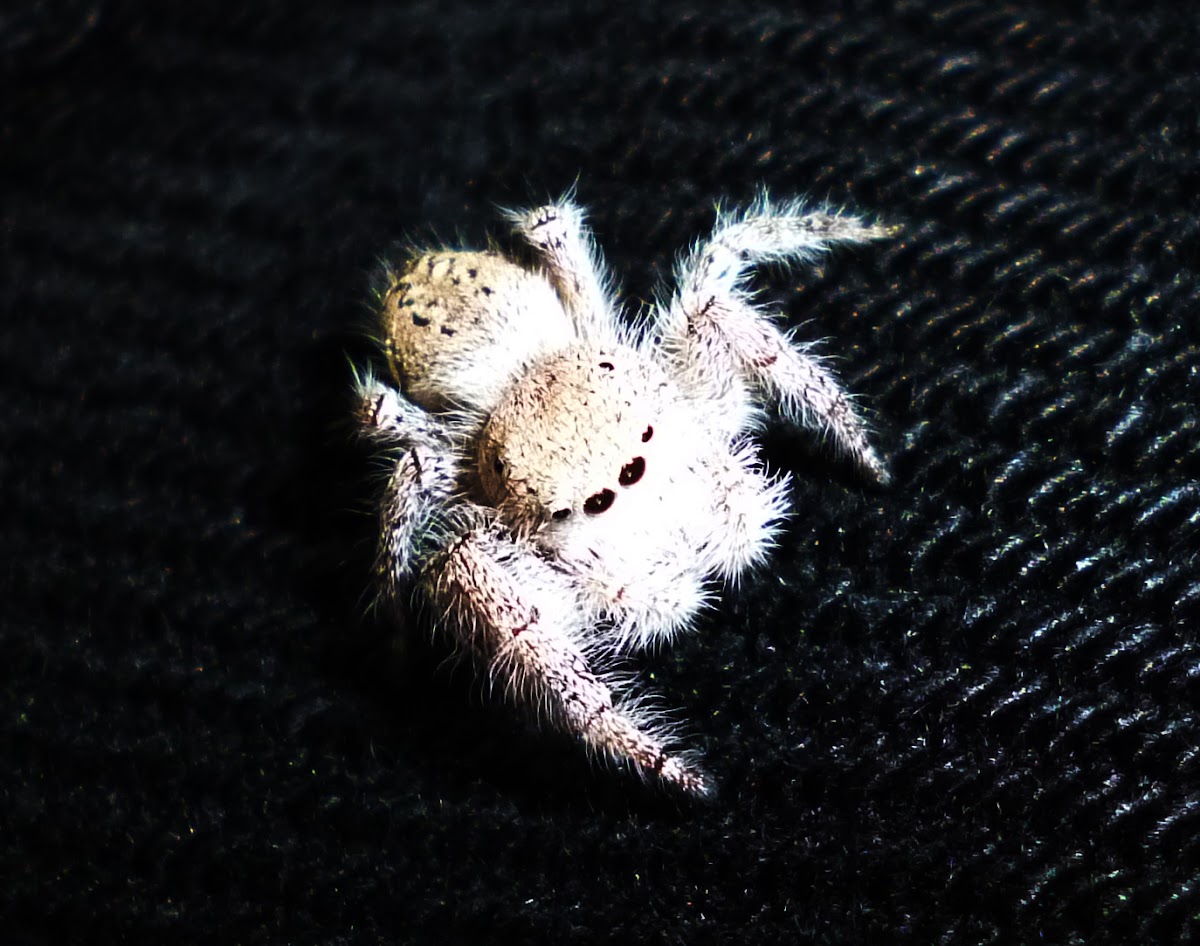 Jumping Spider