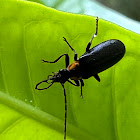 Soldier Beetle