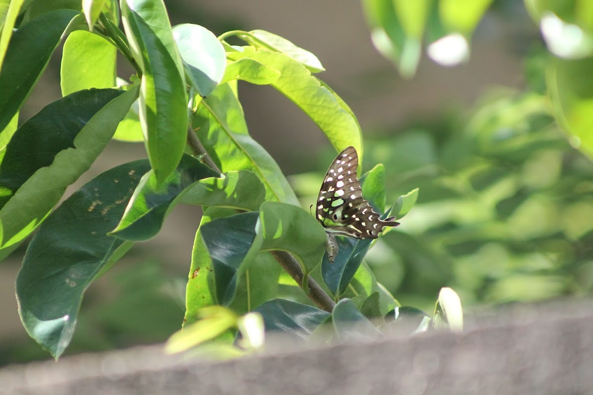 Tailed Jay