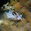 Nudibranch