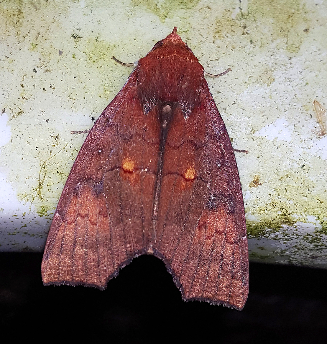 Lesser Mallow Moth