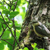 Eurasian Nuthatch