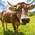 Cows Wallpaper New Tab Theme