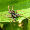 Thinlegged Wolf Spider