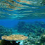 Underwater Ocean Wallpaper New Tab Theme