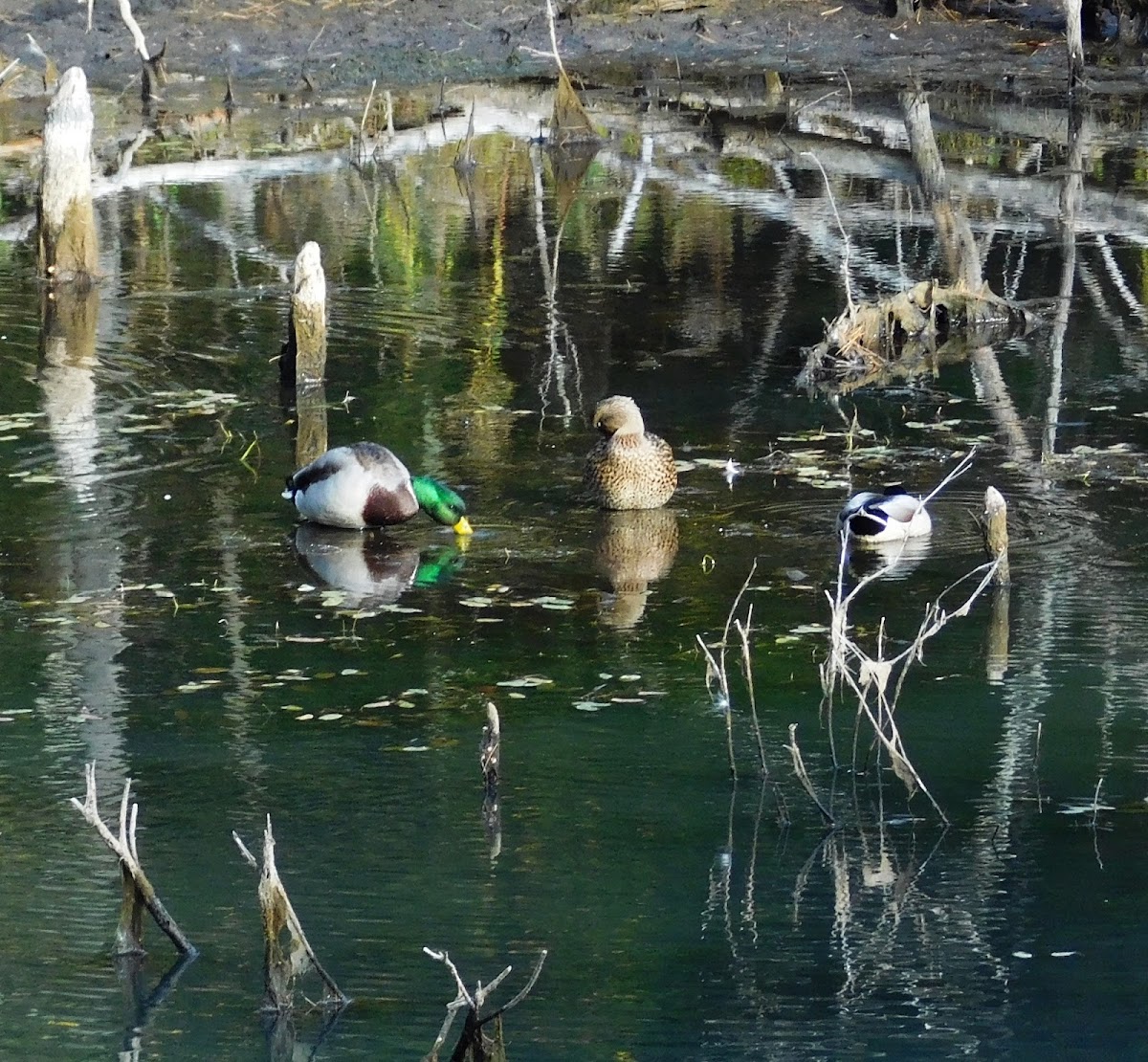 Mallard