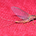 Mayfly; Efímera