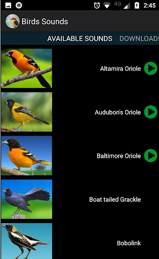 Birds Sounds