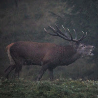 nel buio della foresta di 