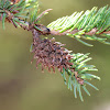 Eastern Spruce Gall Adelgid