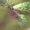 Eastern Spruce Gall Adelgid