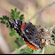 Red Admiral