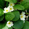 Primrose