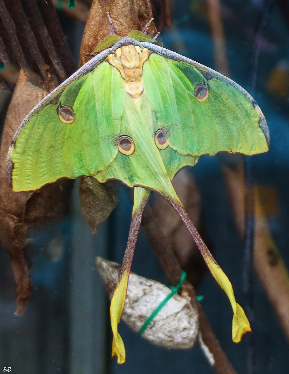 African moon moth